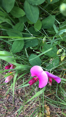 Lathyrus grandiflorus