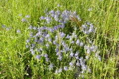 Veronica satureiifolia