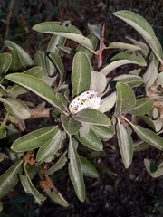 Cimbex quadrimaculatus