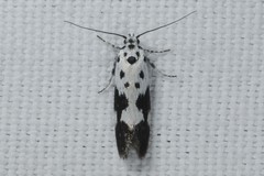 Ethmia quadrillella