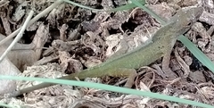 Anolis marmoratus