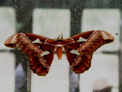 Rothschildia aurota