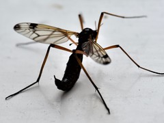 Dictenidia bimaculata