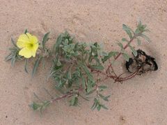 Oenothera humifusa