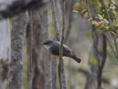 Eopsaltria griseogularis