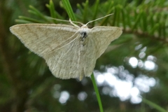 Scopula ternata