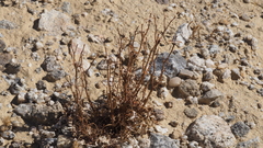 Chorizanthe corrugata