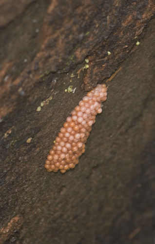 Pomacea americanista