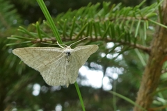 Scopula ternata