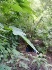 Melanis acroleuca huasteca