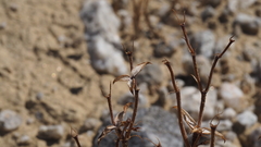 Chorizanthe corrugata