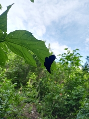 Melanis acroleuca huasteca