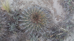 Ferocactus recurvus recurvus