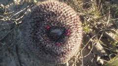 Mammillaria mystax