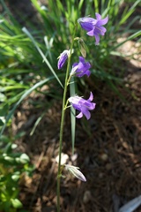 Campanula sarmatica