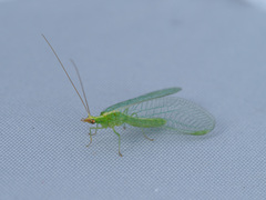 Chrysoperla lucasina