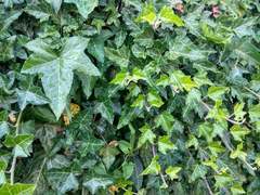 Hedera helix