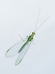 Chrysoperla lucasina