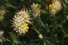 Anthyllis vulneraria polyphylla