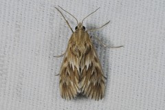 Cynaeda dentalis