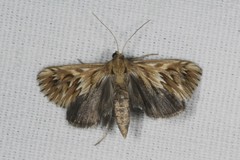 Cynaeda dentalis
