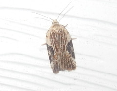 Acleris cervinana