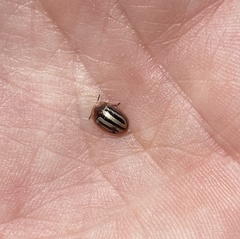 Agroiconota bivittata