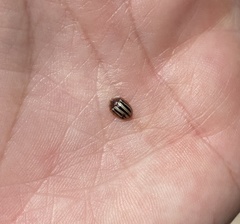 Agroiconota bivittata