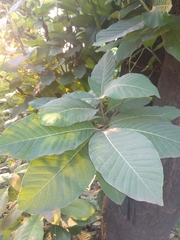 Madhuca longifolia latifolia