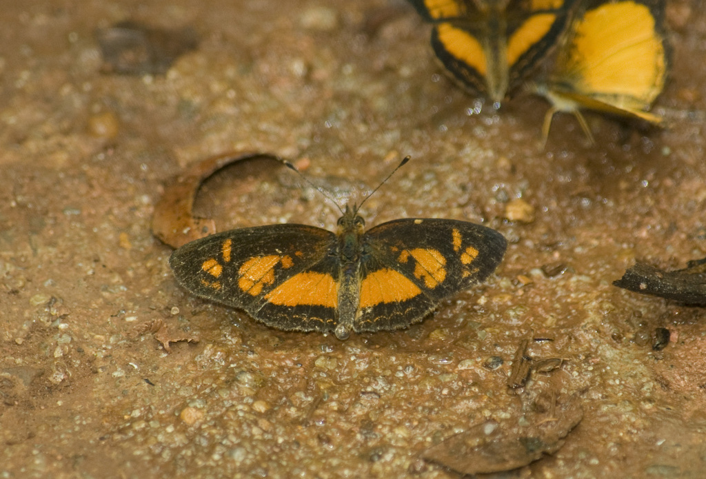 Ortilia dicoma