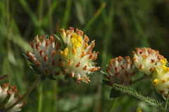Anthyllis vulneraria polyphylla