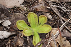 Drosera collina