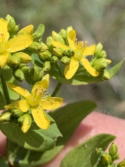Hypericum pseudomaculatum