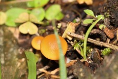 Marasmius elegans