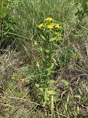 Hypericum pseudomaculatum