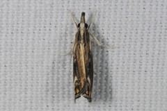 Catoptria verellus
