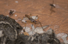 Neriidae