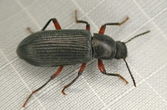 Xylopinus saperdoides