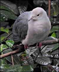 Ducula rosacea