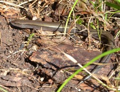 Hemiergis decresiensis