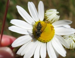Zeuxia cinerea