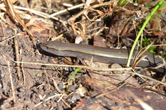 Hemiergis decresiensis