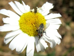 Zeuxia cinerea