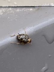 Peltodytes edentulus