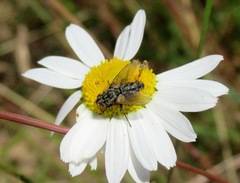 Zeuxia cinerea