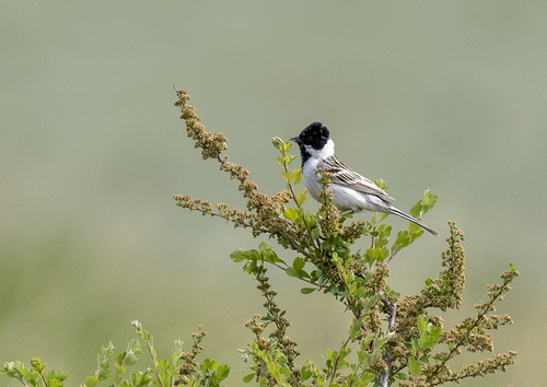 Pallas's Reed Bunting (Emberiza pallasi), photo 3