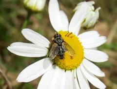 Zeuxia cinerea