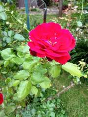 Rosa canina