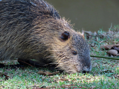 Myocastor coypus