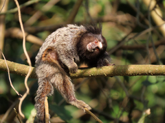 Callithrix penicillata